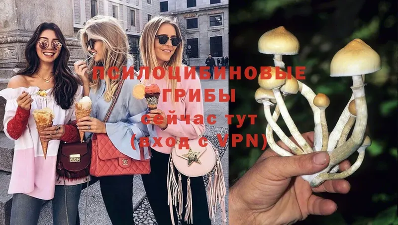 Псилоцибиновые грибы Psilocybe Борисоглебск